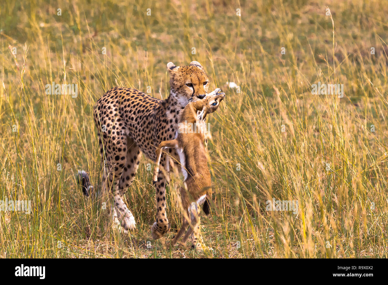 Cheetah con la preda. Impala vincitore. Masai Mara, Kenya Foto Stock