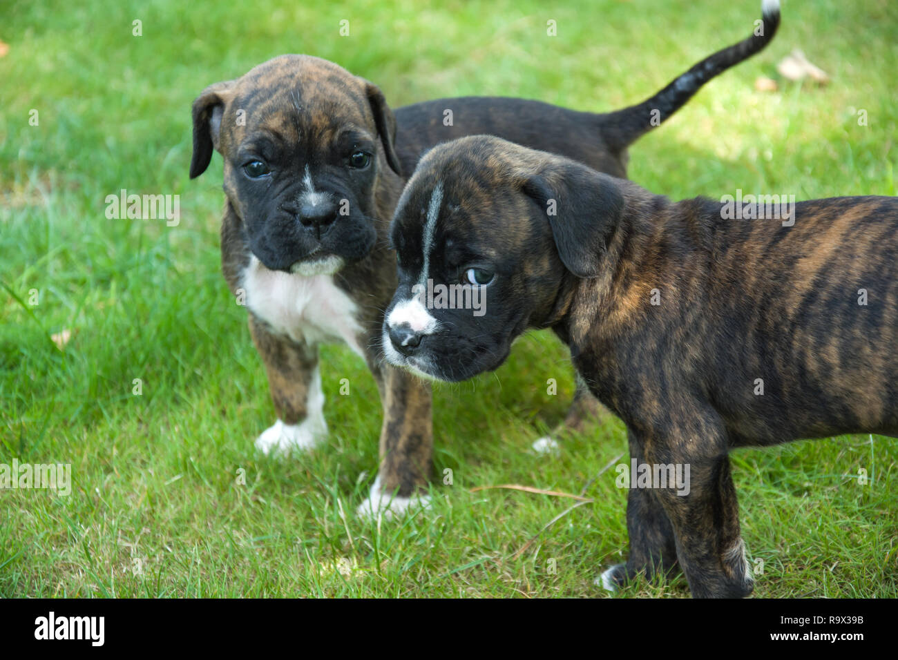 Boxer nero immagini e fotografie stock ad alta risoluzione - Alamy