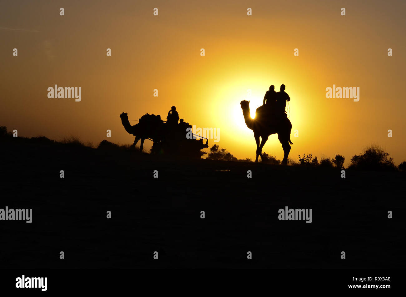 Silhouette di un cammello carrello il cammello e il trasporto di turisti in Sam dune di sabbia, Jaisalmer, Rajasthan. Situato nel mezzo del deserto del Thar Foto Stock
