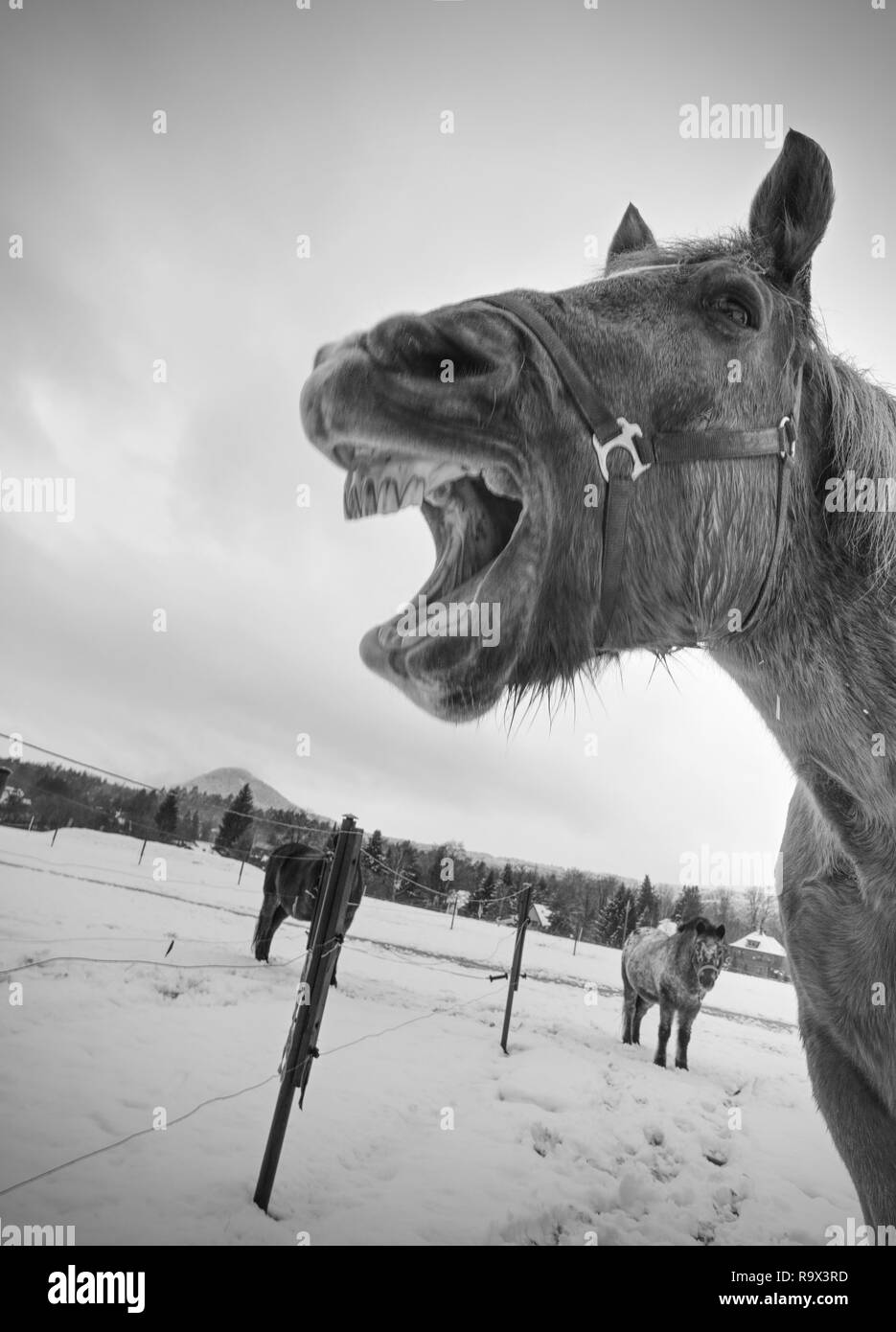 Marrone a cavallo con il lungo inverno mane oscilla nel vento sulla neve campo coperto in inverno e cielo molto nuvoloso Foto Stock