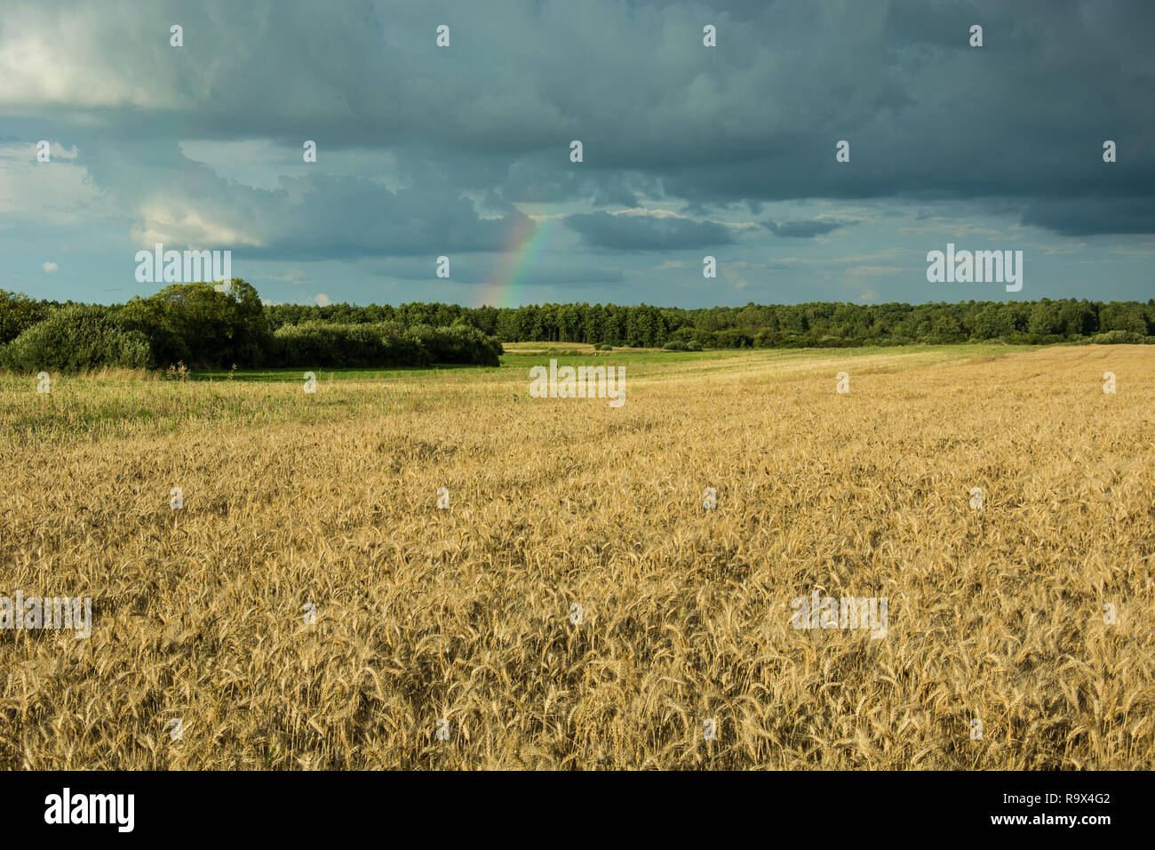 Campo di grano e cielo molto nuvoloso Foto Stock