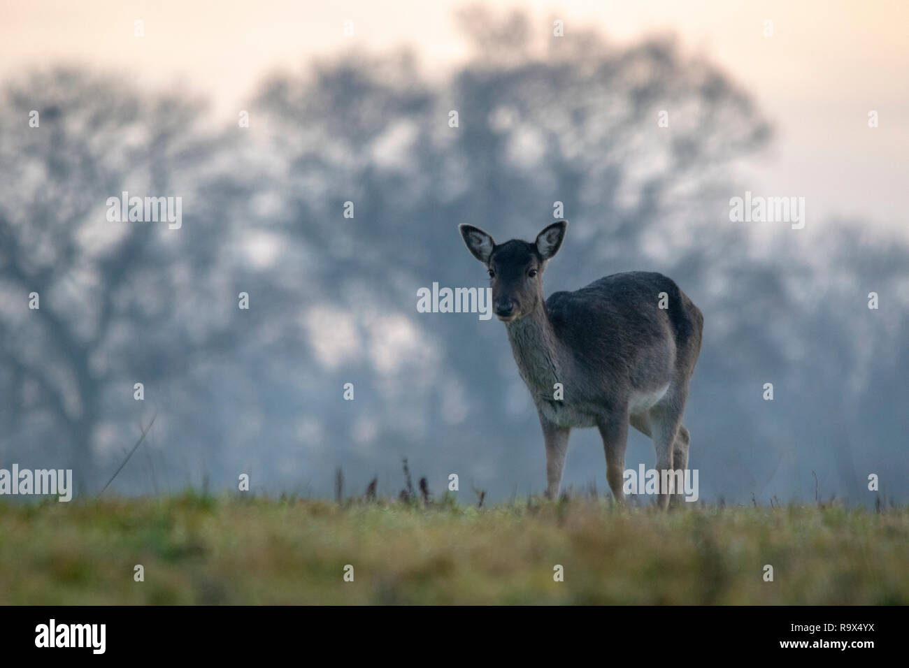 Daina dei cervi di aratura Foto Stock