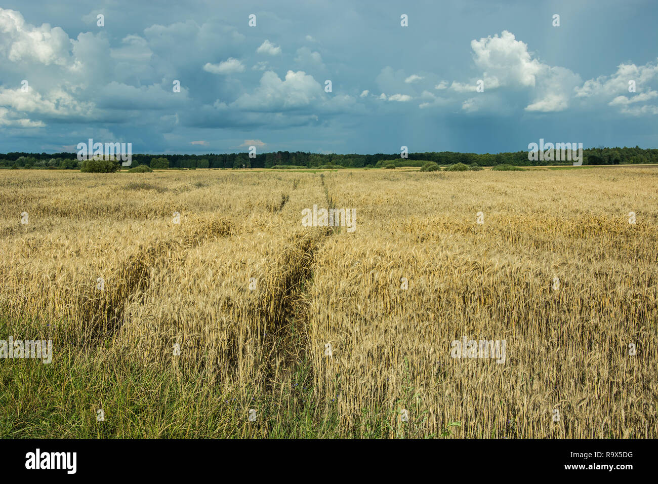 Percorso tecnologico attraverso un campo di grano, orizzonte e cielo molto nuvoloso Foto Stock