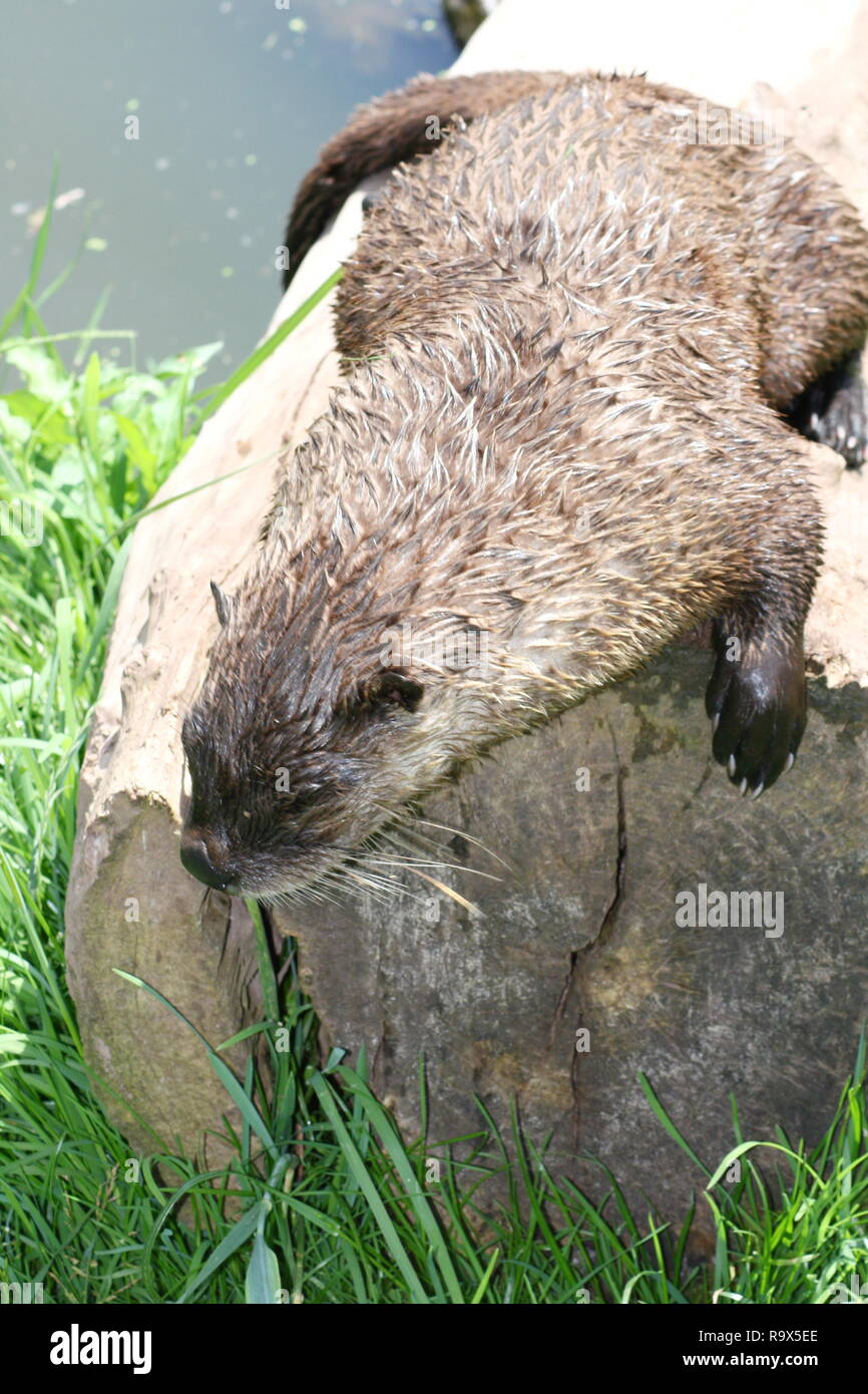 Una lontra seduto su un tronco di albero Foto Stock