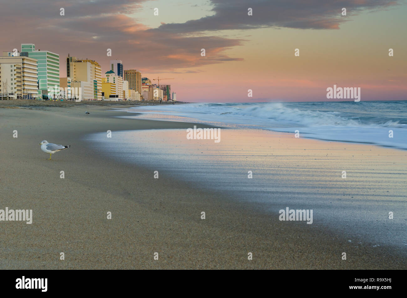 Virginia Beach mattina - un gabbiano gode il sunrise a Virginia Beach Oceanfront in Virginia Foto Stock