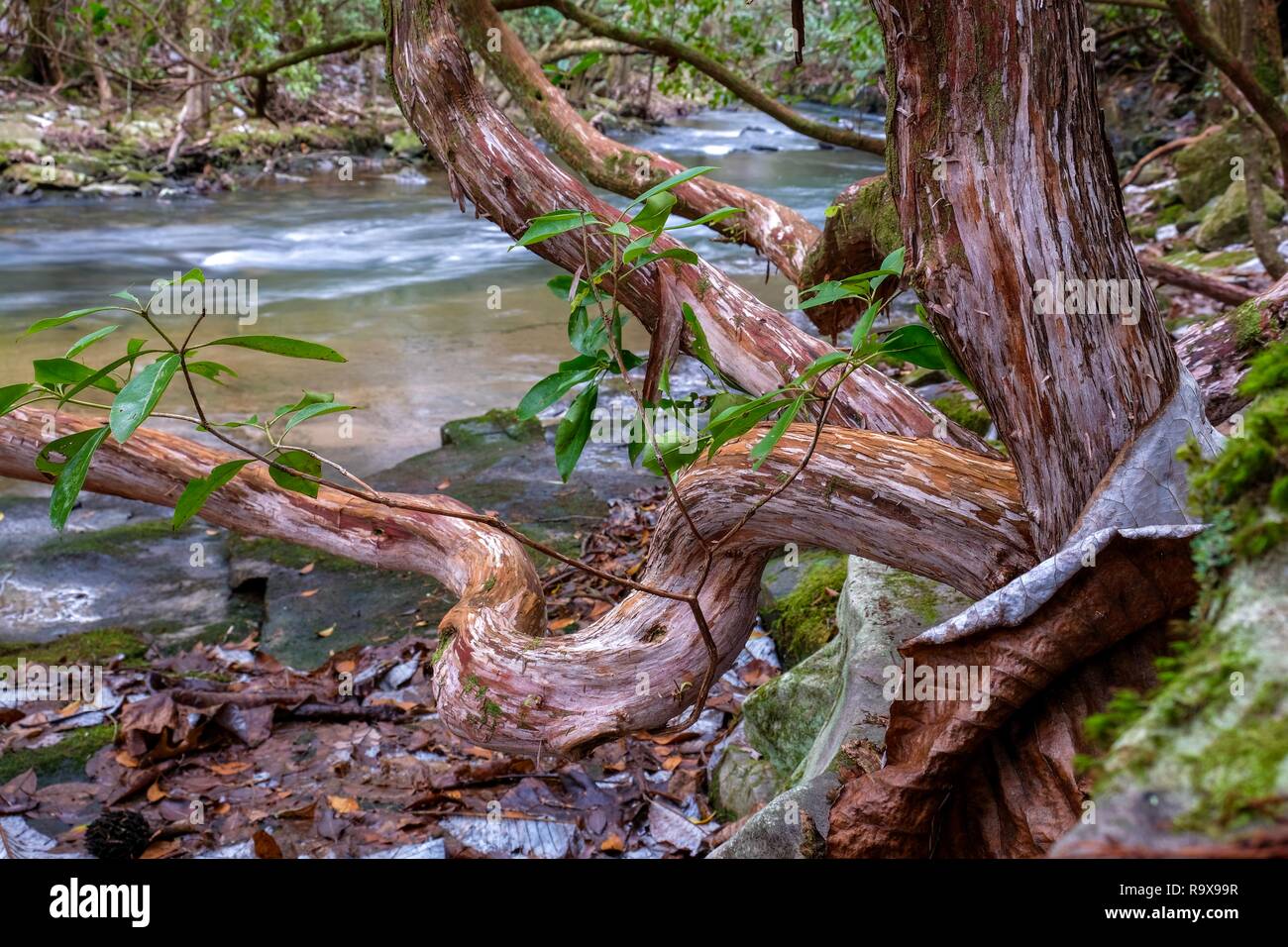 Twisty Mountain Laurel alberi da poco il ventriglio Creek dal Fiery ventriglio sentiero vicino a promuovere cade, Sud Cumberland parco dello stato sul Cumberland P Foto Stock