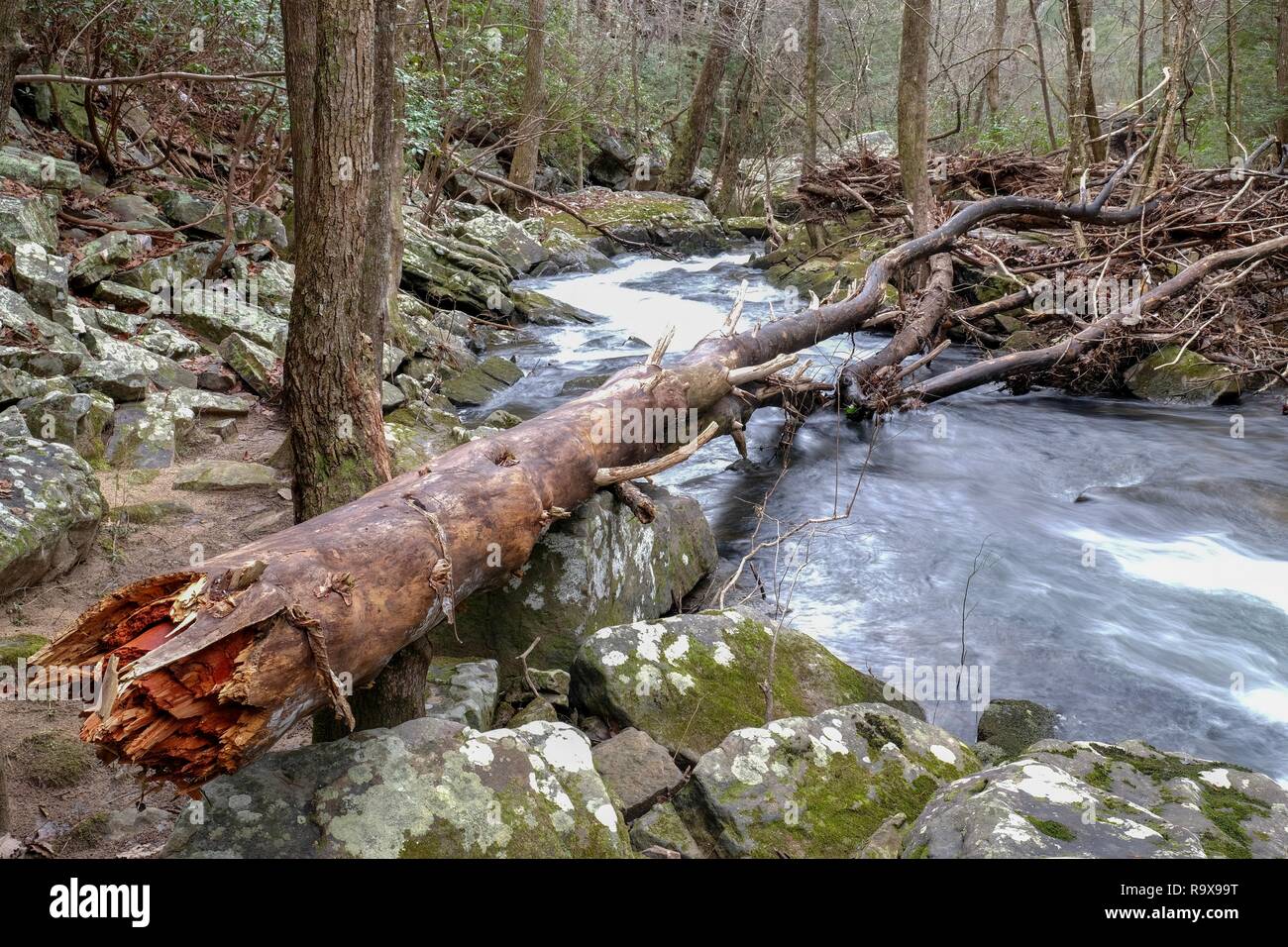 Un albero caduto o log centri termali il piccolo ventriglio Creek dal Fiery ventriglio sentiero vicino a promuovere cade, Sud Cumberland parco dello stato sul Cumberland Plateau Foto Stock