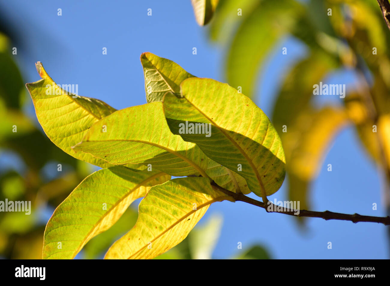 Luce che cade di verde giallastro delle foglie di un albero Foto Stock