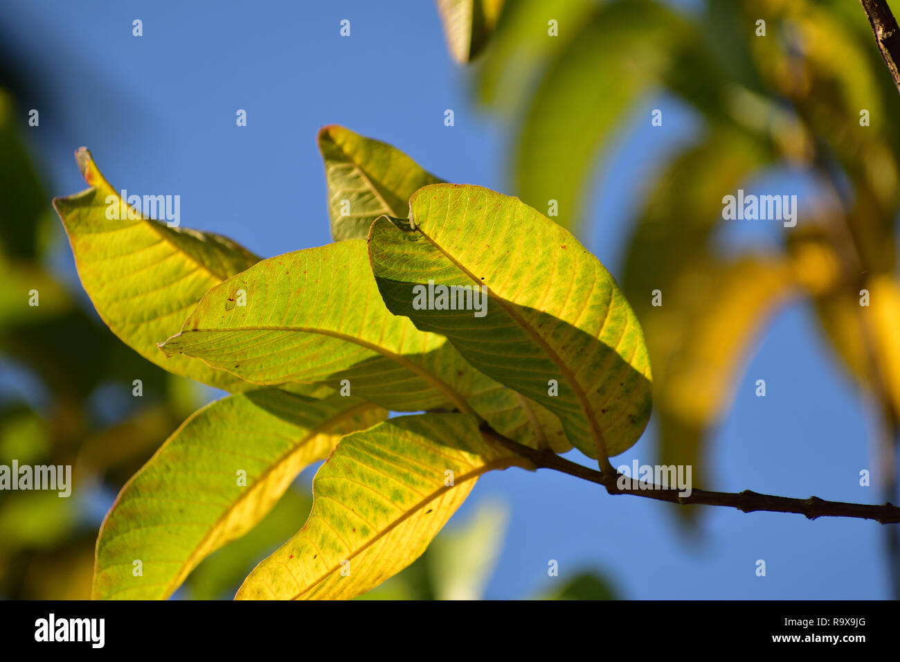 Luce che cade di verde giallastro delle foglie di un albero Foto Stock