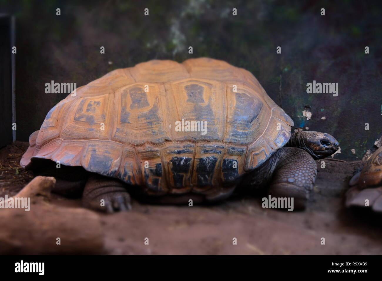 Tartaruga Aldabra presso lo Zoo Twycross Foto Stock