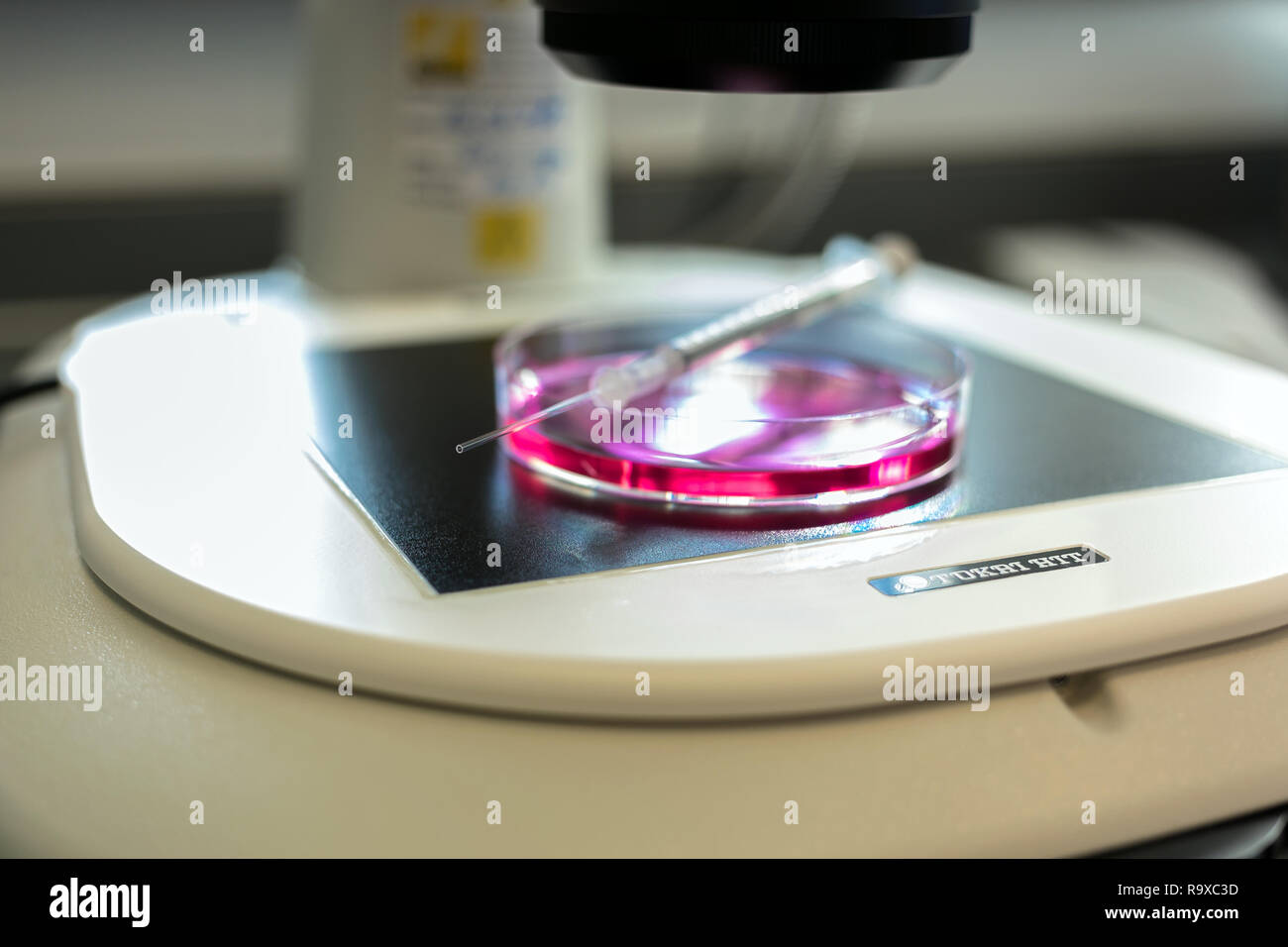 22.02.2018, Berlino, Deutschland - Kuenstliche Befruchtung nach der ICSI-Methode (Intrazytoplasmatische Spermien Injektion). Unter dem Mikroskop werden Foto Stock