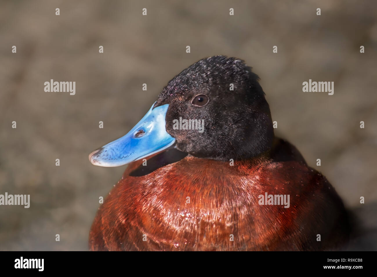 Close up della testa del argentina ruddy duck Foto Stock