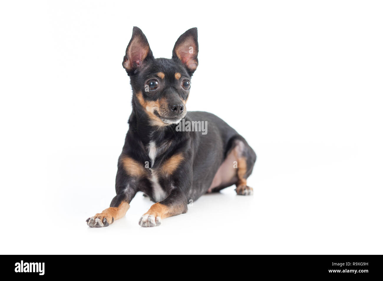 Giacente nero toy terrier cane vista frontale cercando riposo isolato Foto Stock