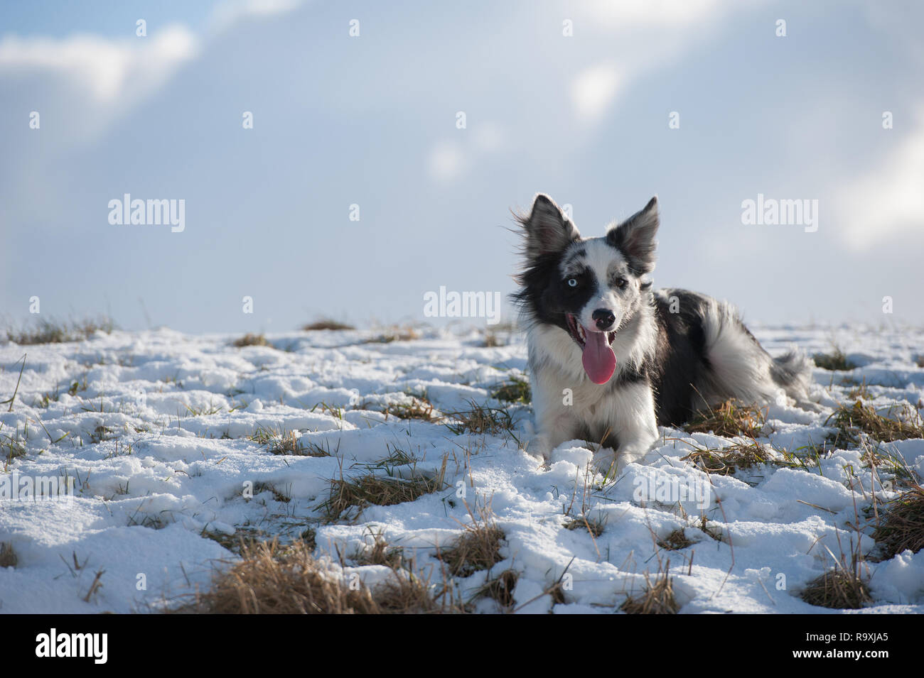 Border Collie nel paesaggio invernale Foto Stock