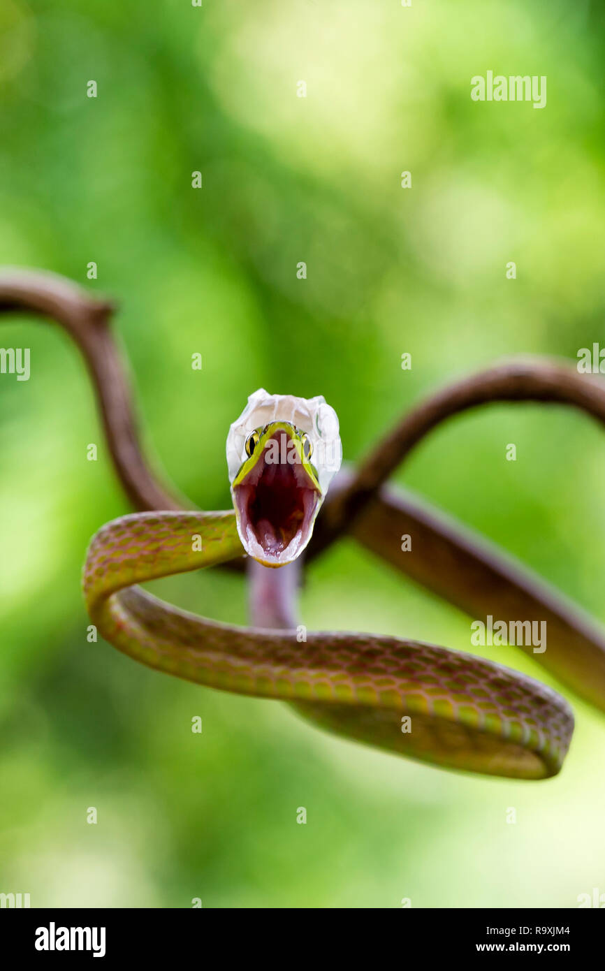 A breve dal naso a vite snake in Arenal, Costa Rica Foto Stock