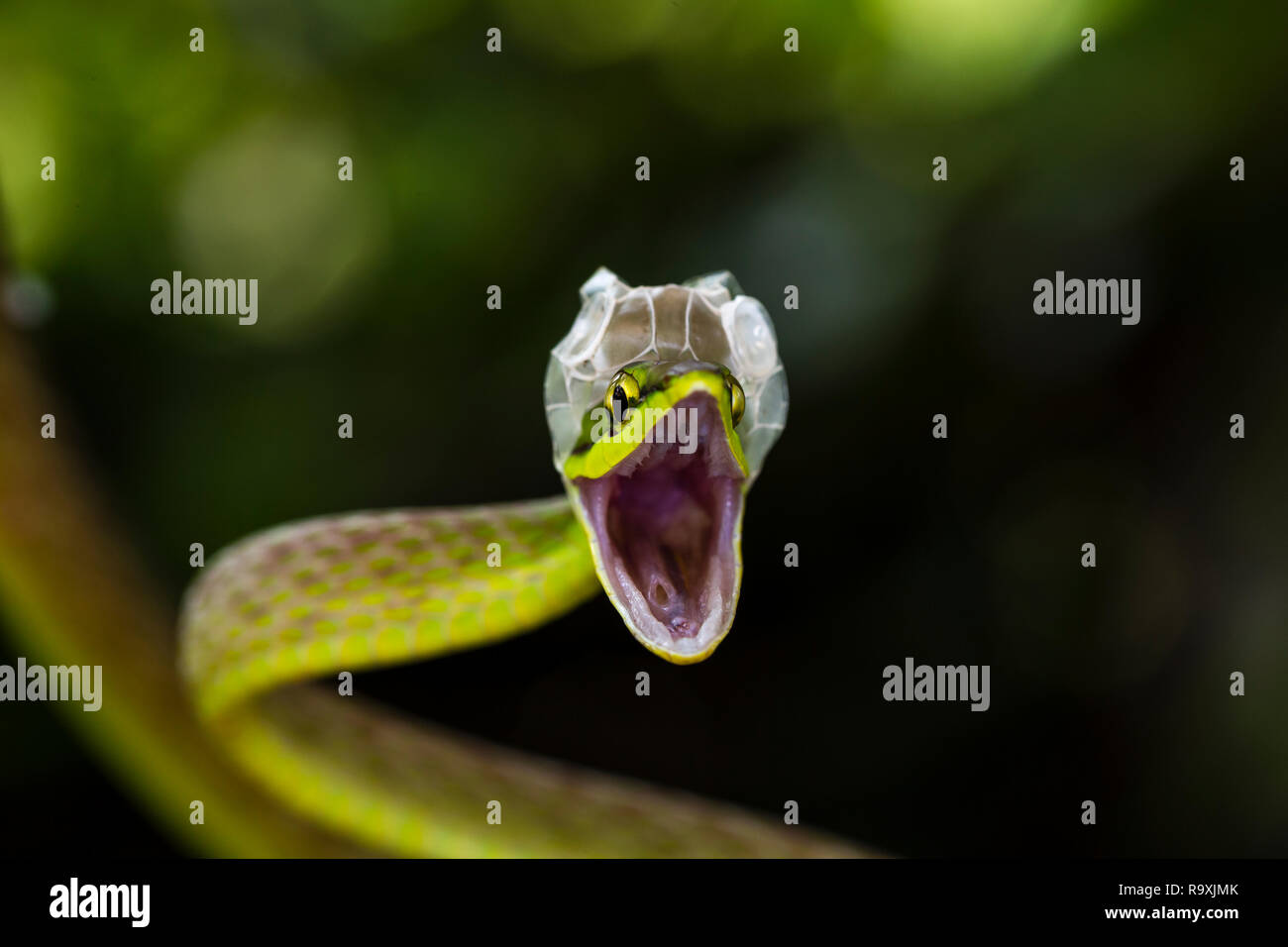 A breve dal naso a vite snake in Arenal, Costa Rica Foto Stock