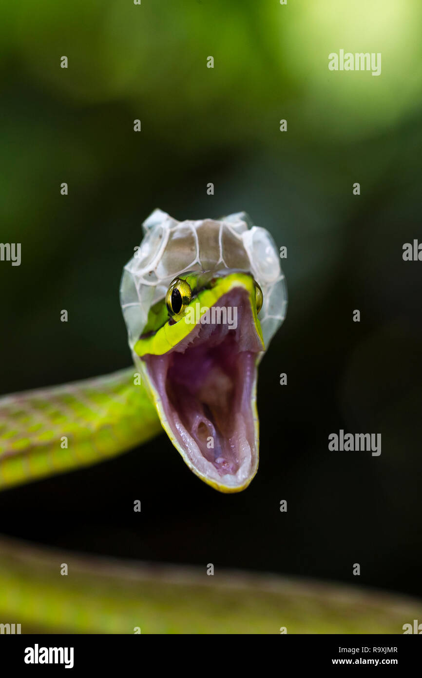 A breve dal naso a vite snake in Arenal, Costa Rica Foto Stock