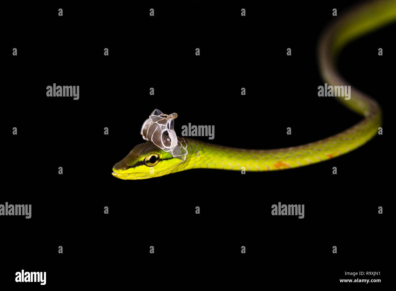 A breve dal naso a vite snake in Arenal, Costa Rica Foto Stock
