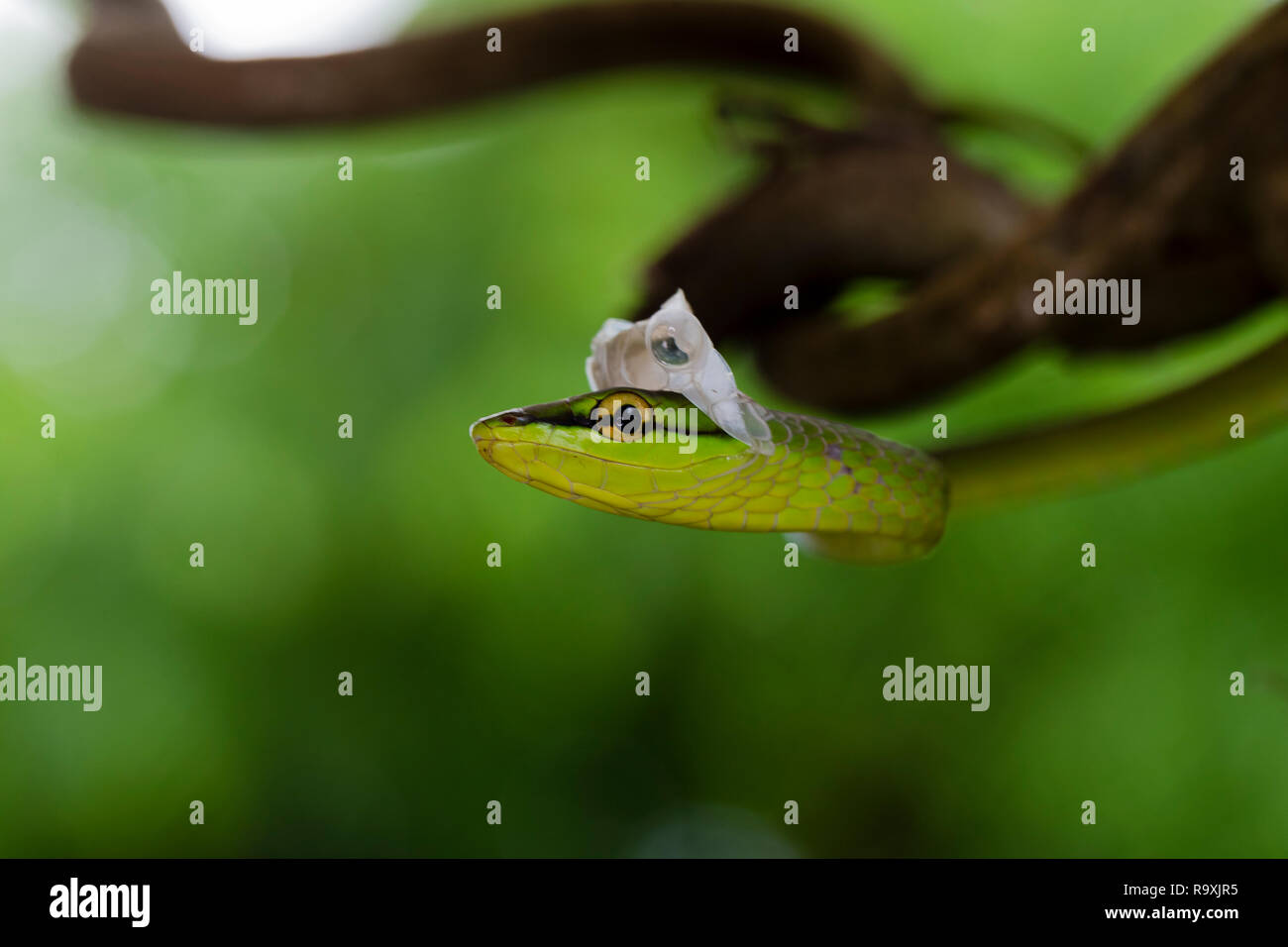 A breve dal naso a vite snake in Arenal, Costa Rica Foto Stock