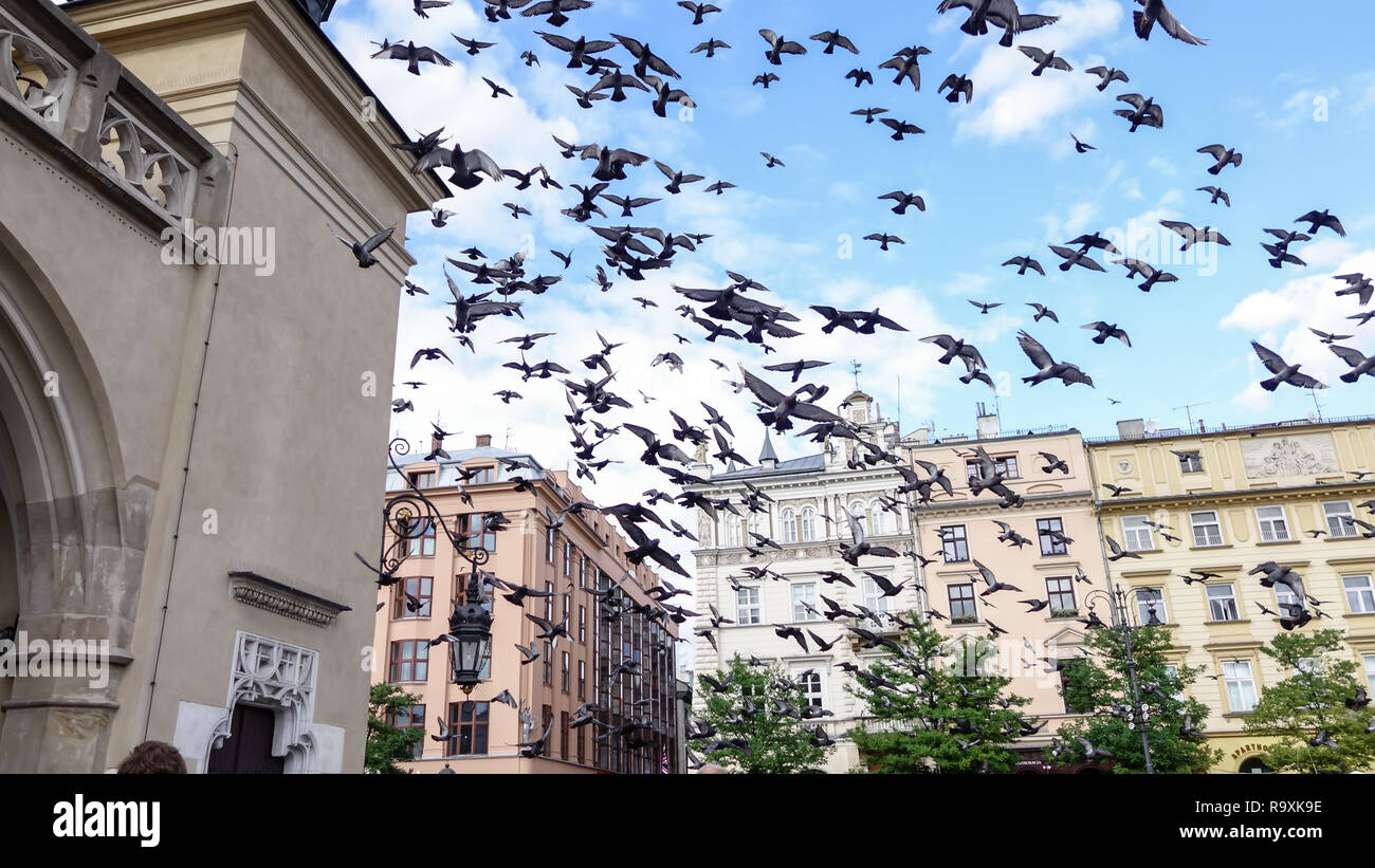Gregge di grigio piccioni volare attraverso l'aria nella parte anteriore dei vecchi edifici, in una piazza di Praga Foto Stock