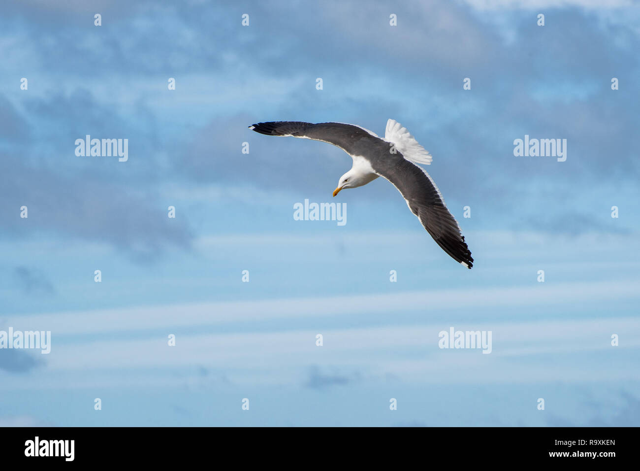 Seagull in un tuffo attraverso un cielo nuvoloso Foto Stock