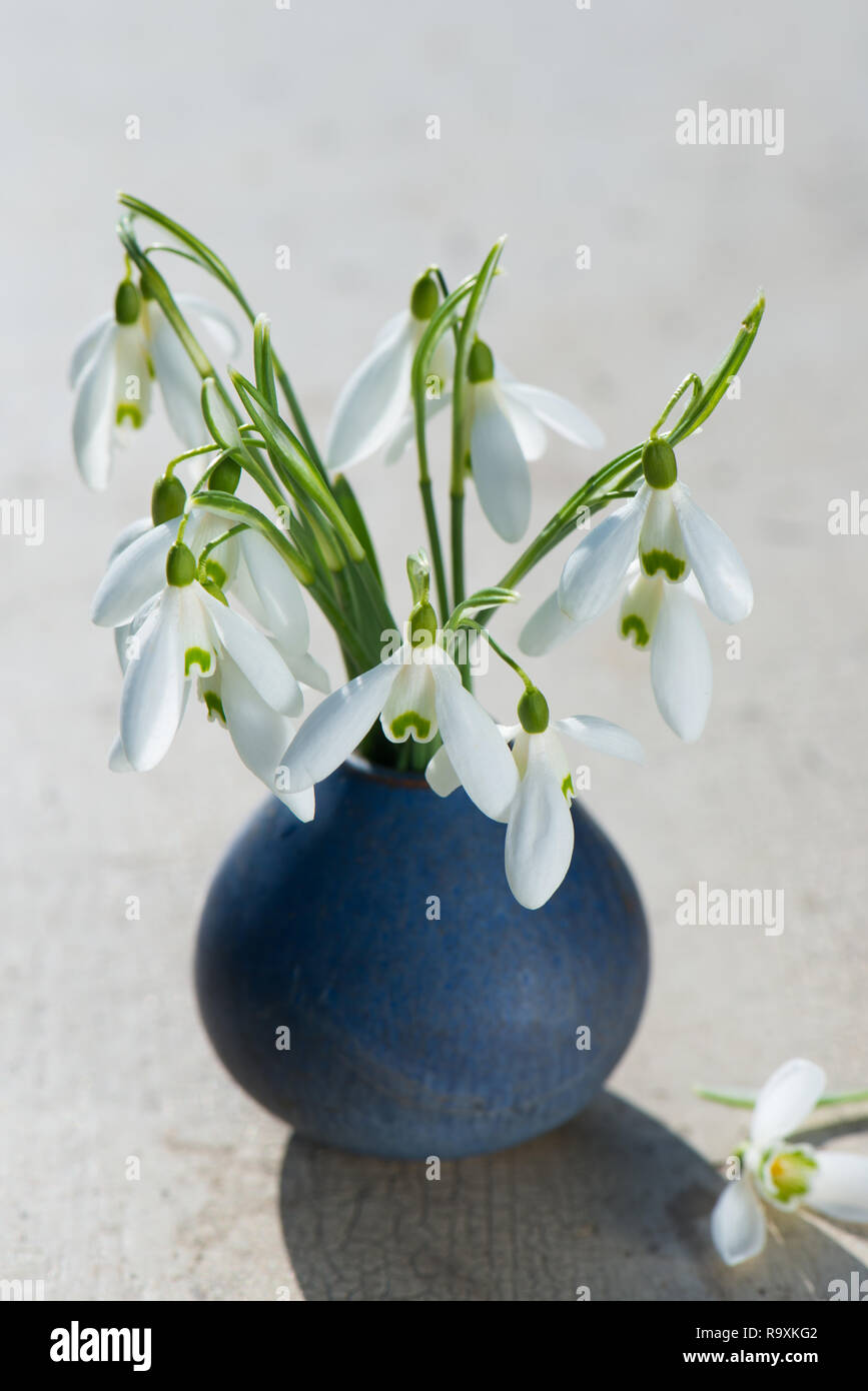 Snowdrops in un piccolo vaso Foto Stock