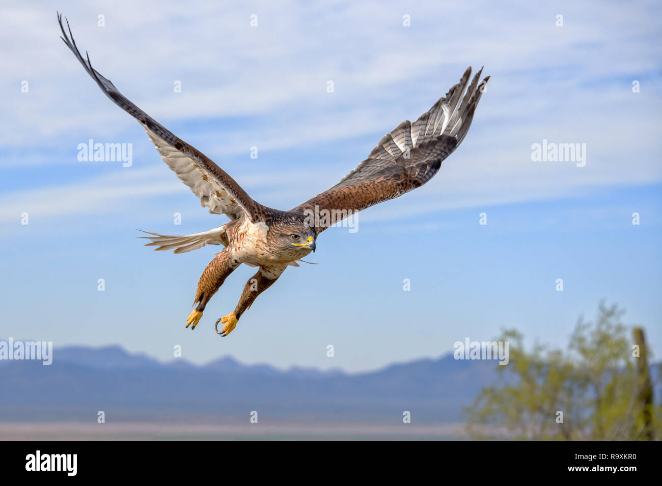 Falco ferruginosa in volo con le montagne e il cielo come sfondo Foto Stock
