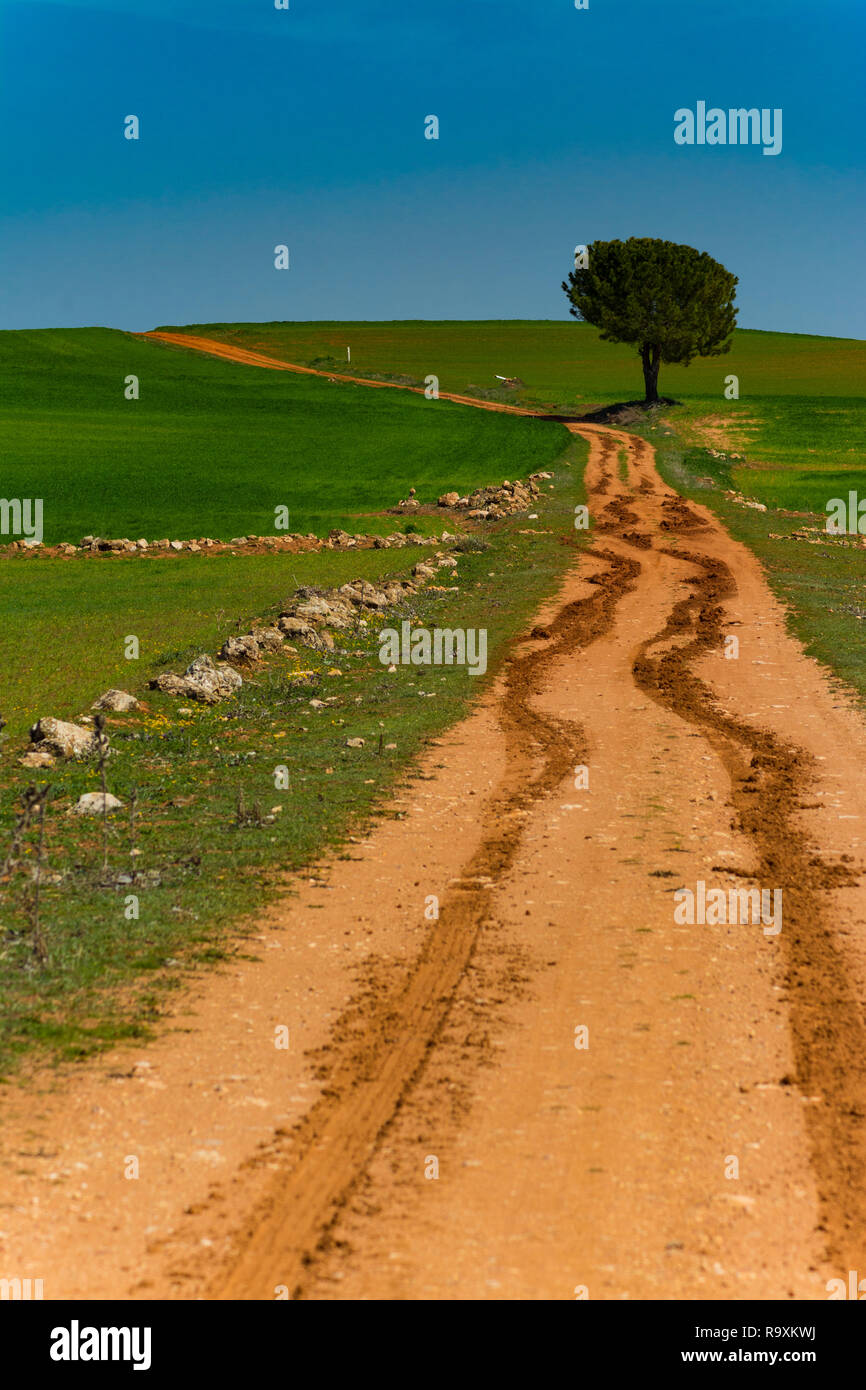 Alcuni gradini su una pista tra i campi verdi di cereali sotto una sciocca blu Foto Stock