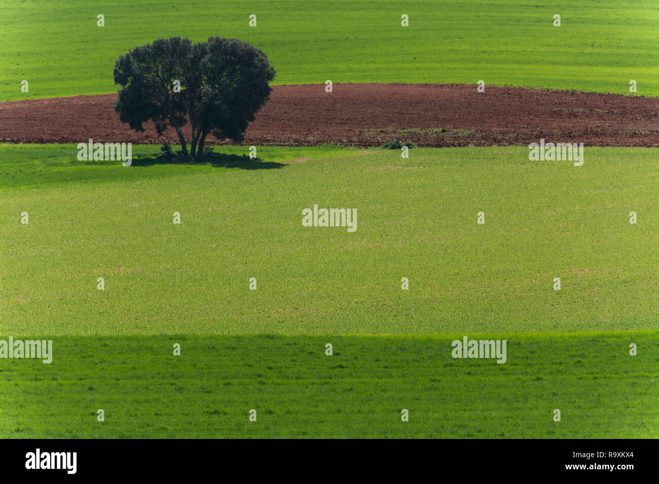 Un leccarpino in un campo verde di cereali a mezzogiorno. Livelli di colore Foto Stock