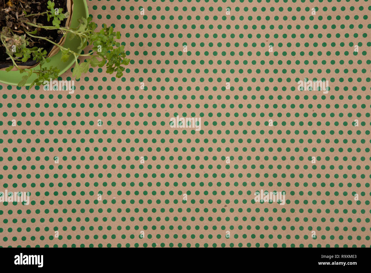 Carta craft in sfondo verde pois e fiore nell'angolo Foto Stock