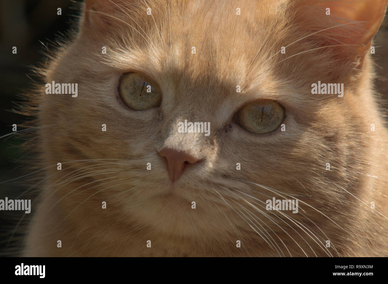 Colore ambrato-eyed zenzero tomcat chiamato 'Belis"; Ritratto di faccia alla luce del sole Foto Stock