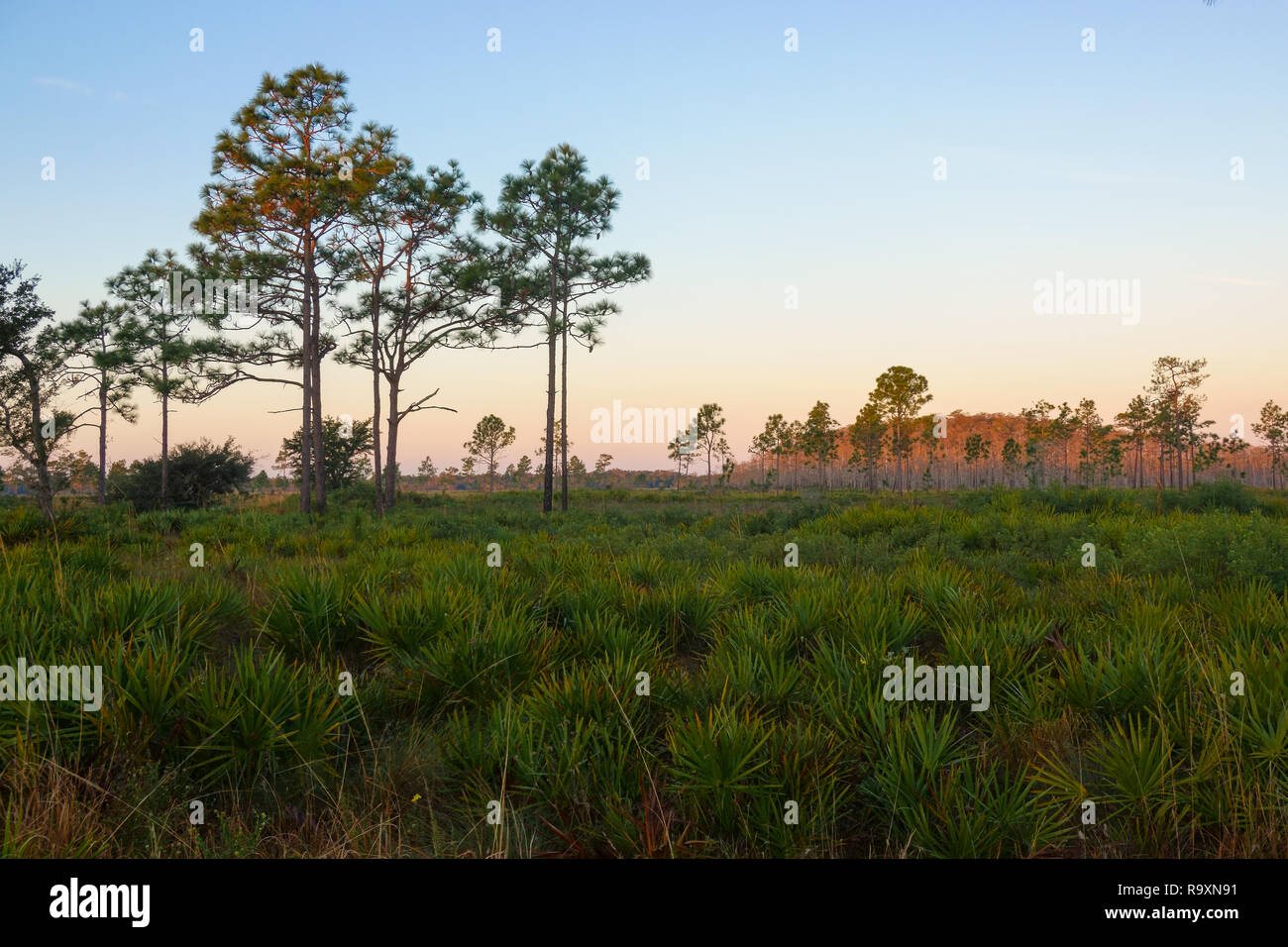 Sunrise a tre laghi Wildlife Management Area sud di Orlando, Florida.Questo raro ecosistema è sede di diverse specie minacciate. Foto Stock