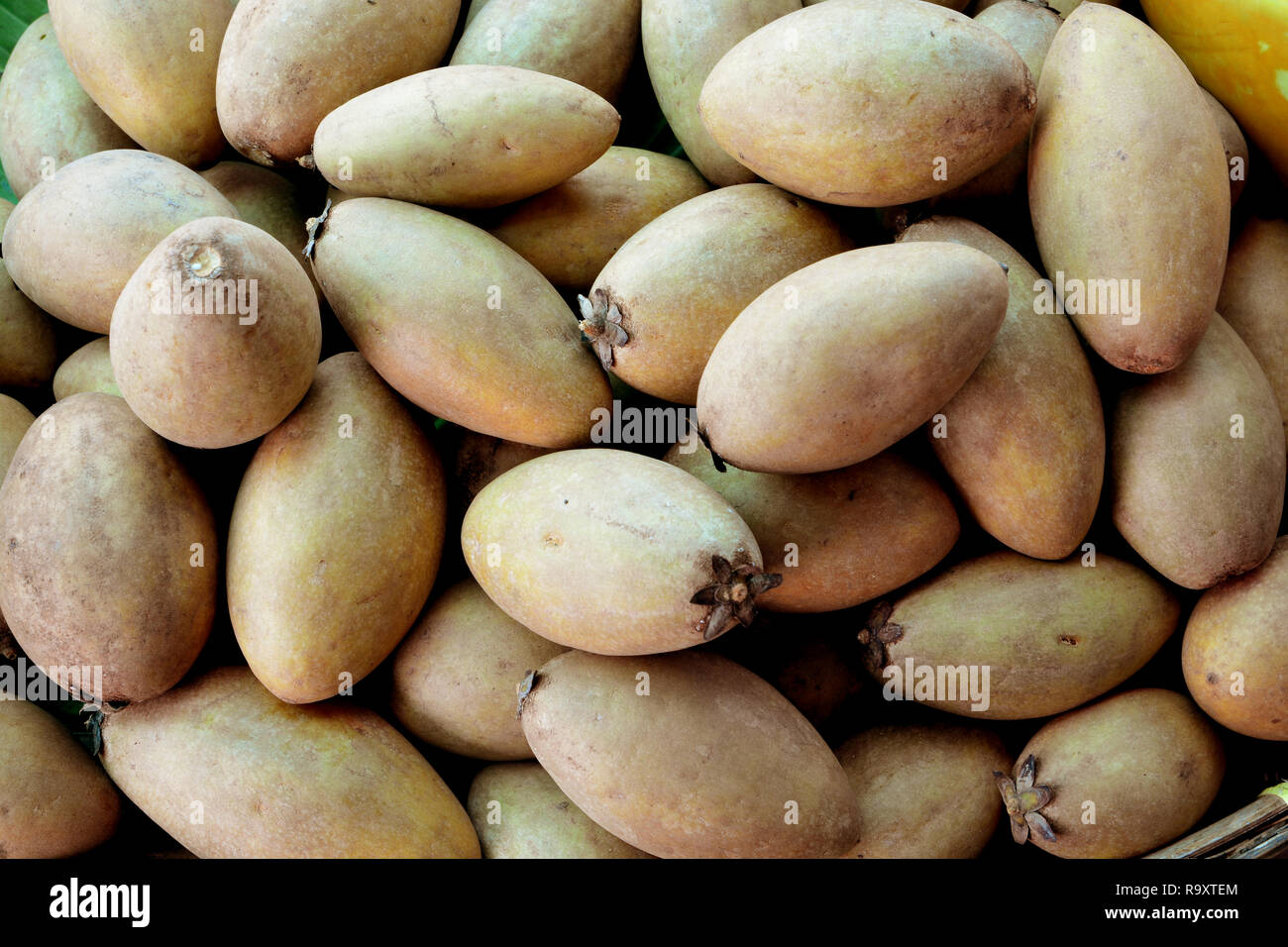 Sapodilla freschi frutti Foto Stock