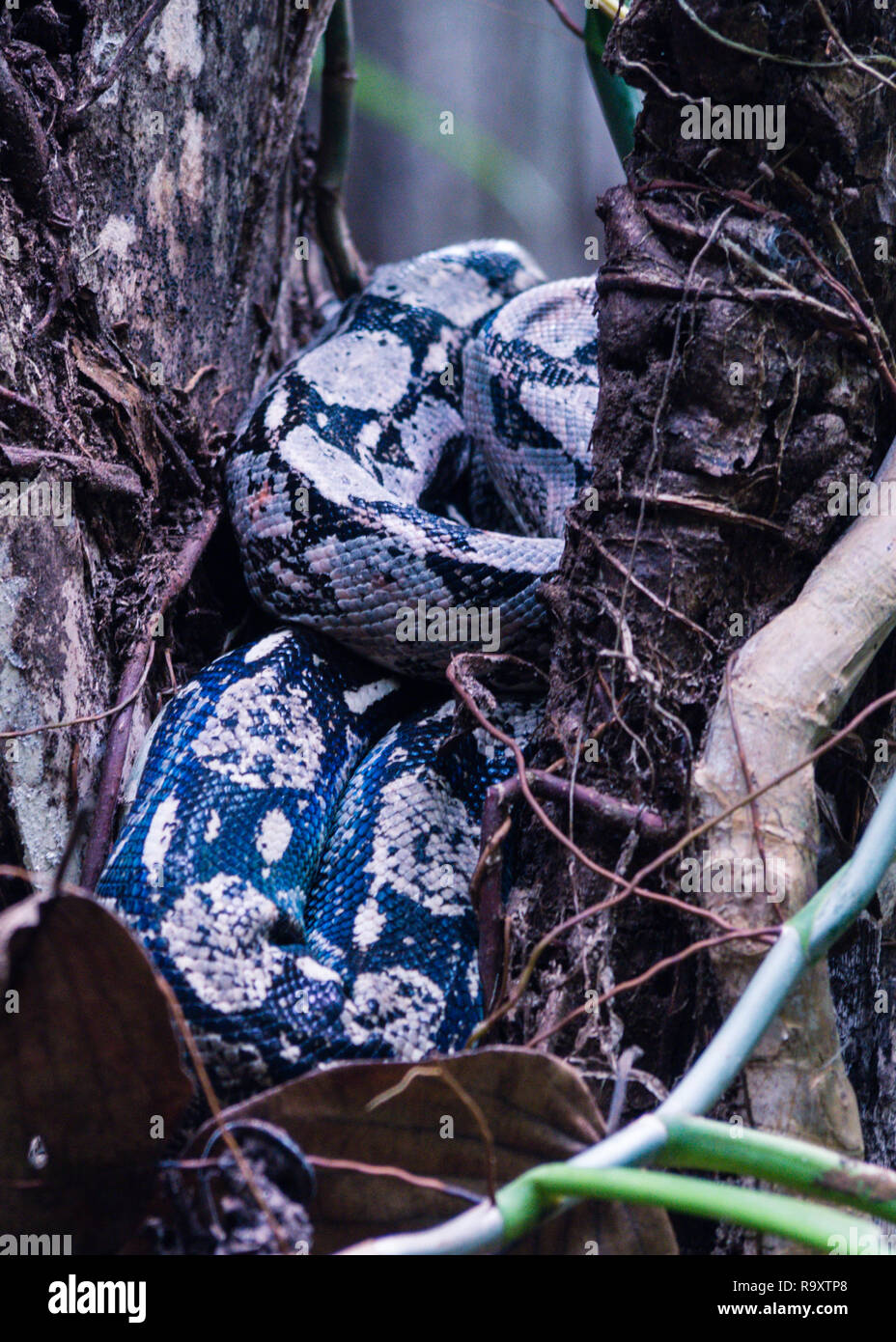 Boa Constrictor nella giungla sull isola di Cozumel, Messico Foto Stock