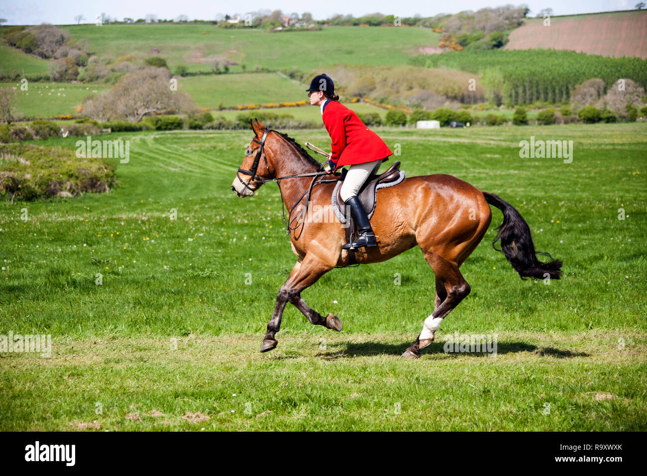 Maestro di Fox hounds sul cavallo con hounds al punto a punto corsa di cavalli al lydstep, pembrokeshire Wales UK Foto Stock
