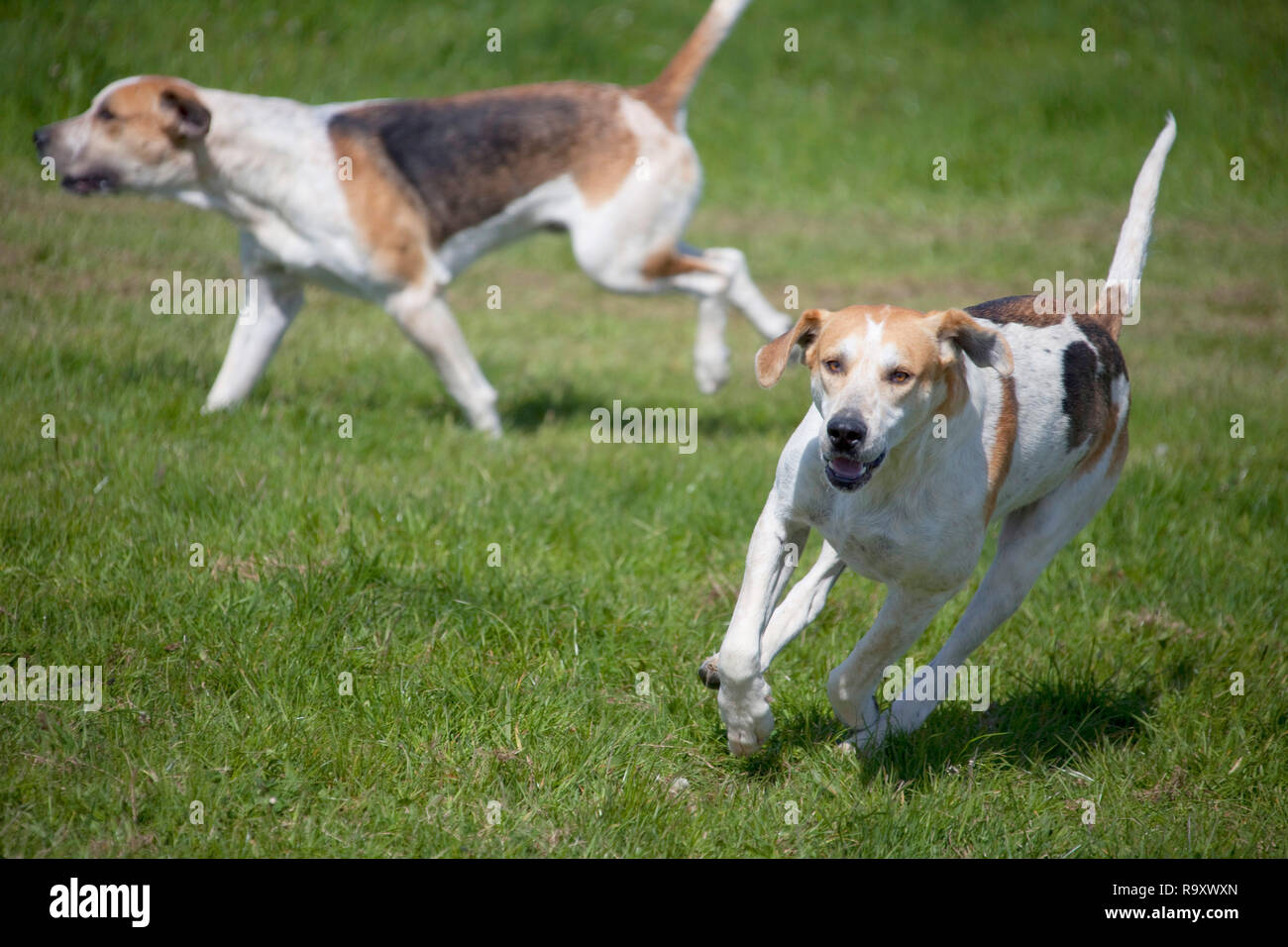 La caccia alla volpe Hounds acceso al punto a punto corsa di cavalli al Lydstep, Pembrokeshire Wales UK Foto Stock