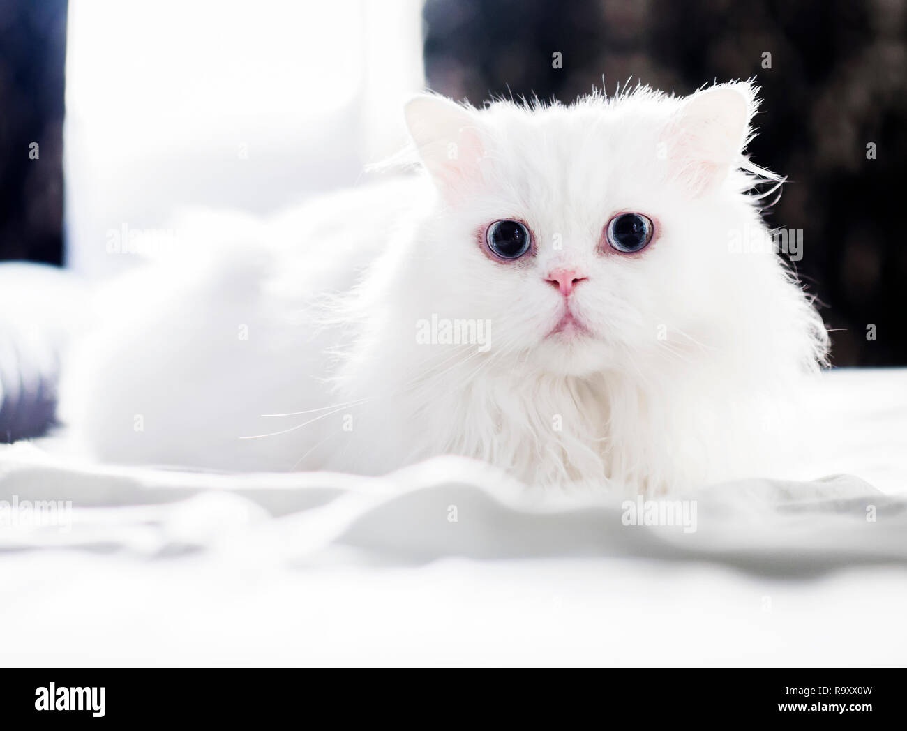 Bella bianco gatto persiano su un letto Foto Stock