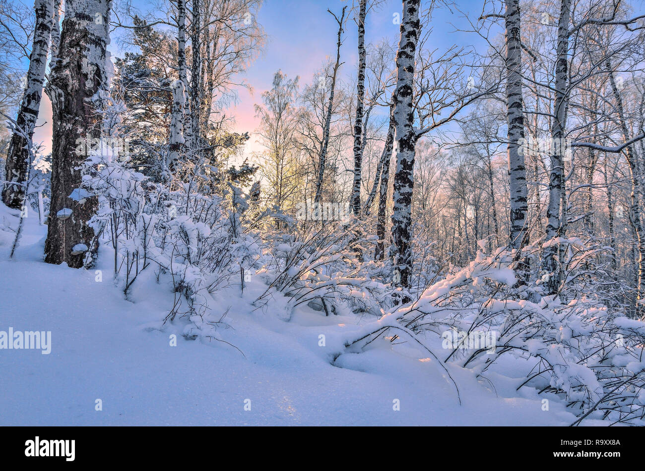 Sunrise in inverno il legno. Rosa dolce sole del mattino tra white tronchi di betulle, snowy pini e cespugli - fiaba della Foresta di inverno Foto Stock