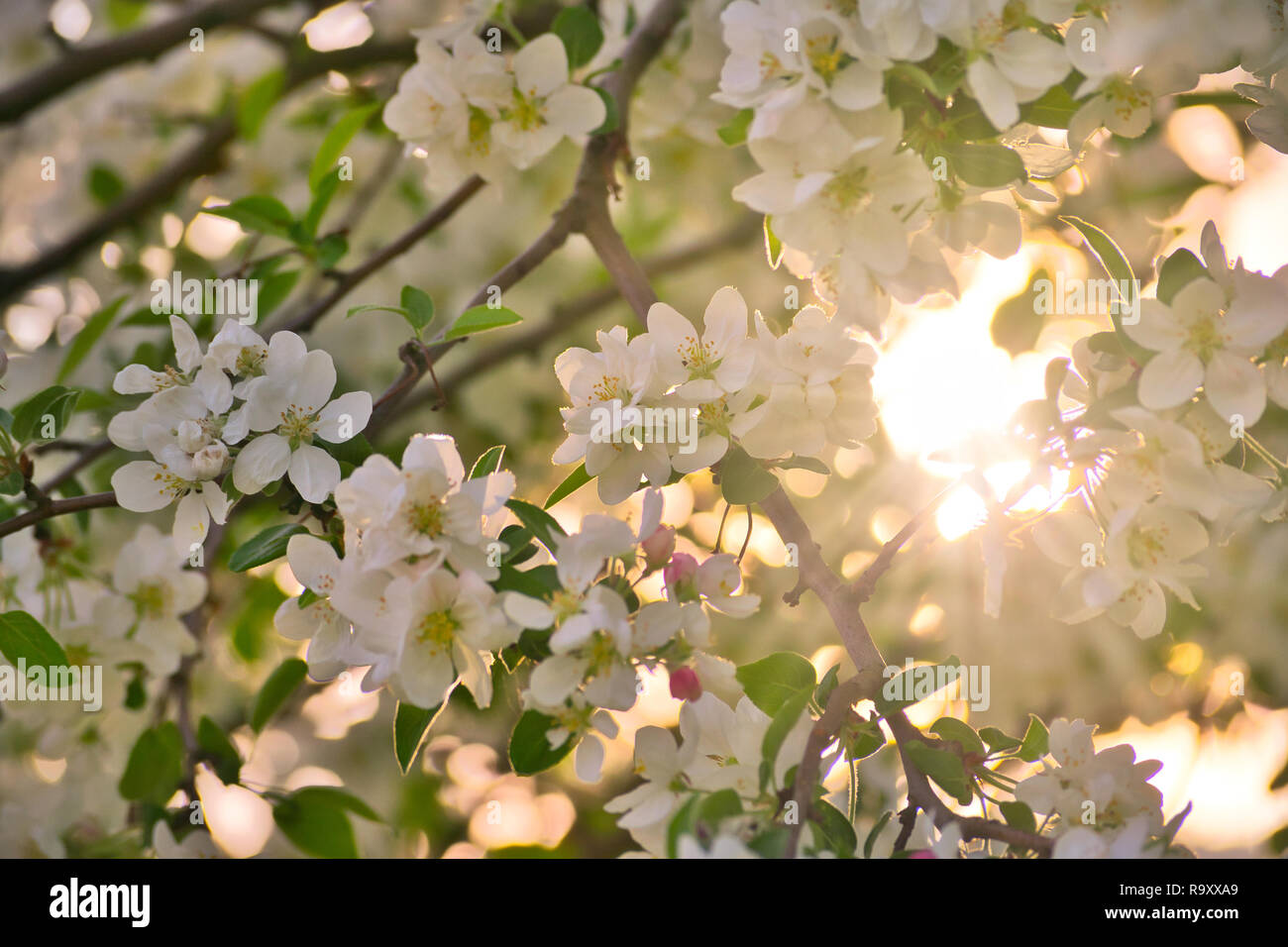 Nice background con cherry e apple fiori e alberi. concetto di primavera estate calore con sun blue sky in background. Api mellifere close up. fogliame Foto Stock