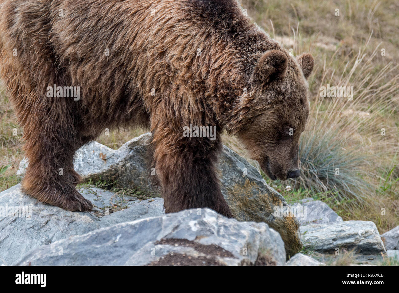 Unione l'orso bruno (Ursus arctos arctos) rovistando tra rocce sul pendio di montagna Foto Stock