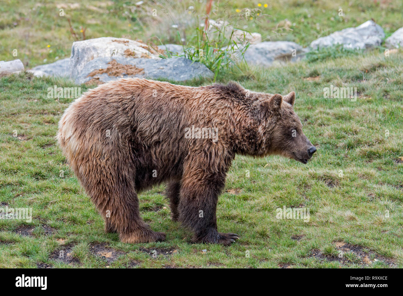 Unione l'orso bruno (Ursus arctos arctos) foraggio di pascolo alpino nei Pirenei Foto Stock