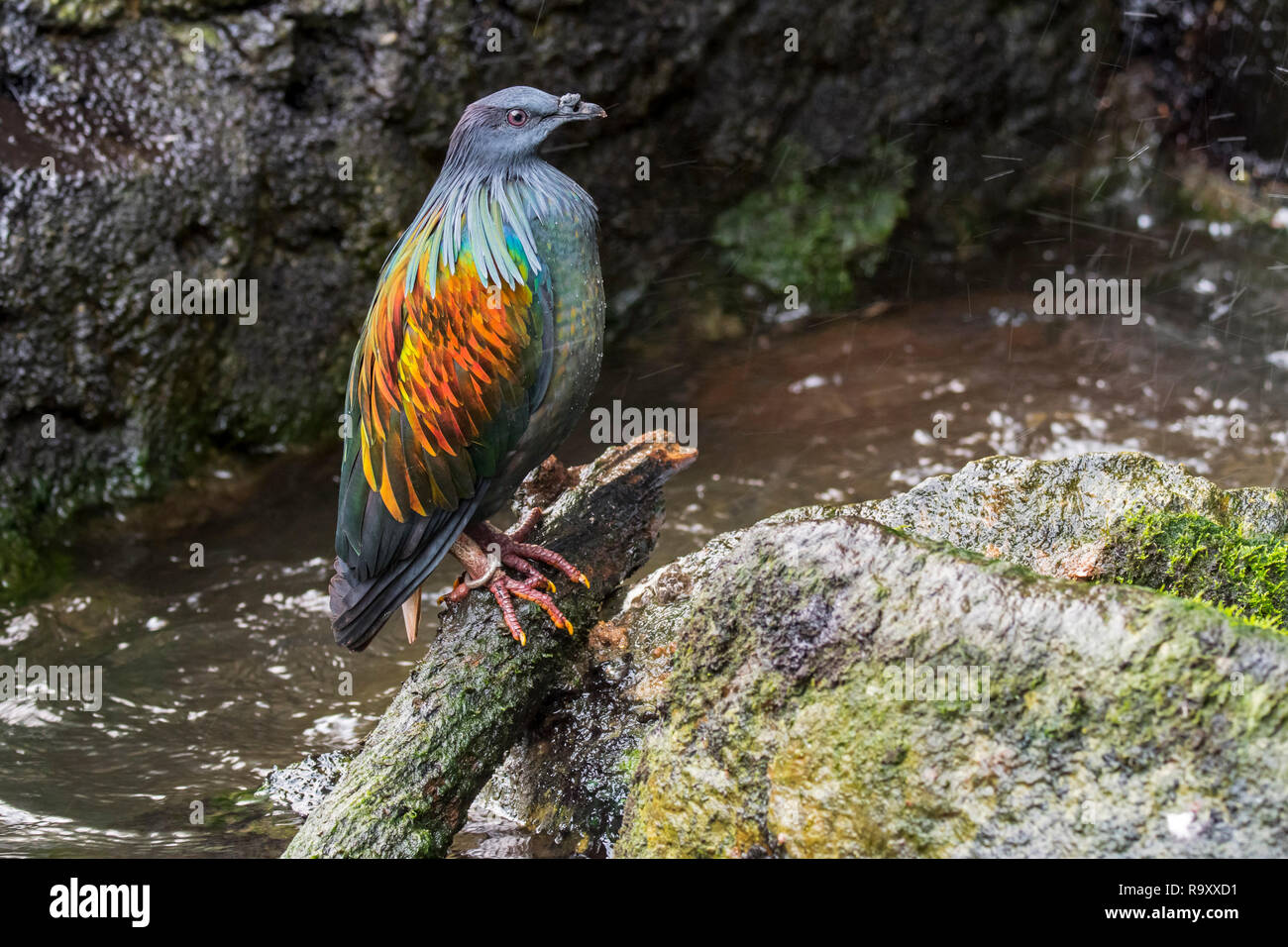 Nicobare piccione (Caloenas nicobarica) nativa per le regioni costiere dall'Andaman e Nicobar, India Foto Stock