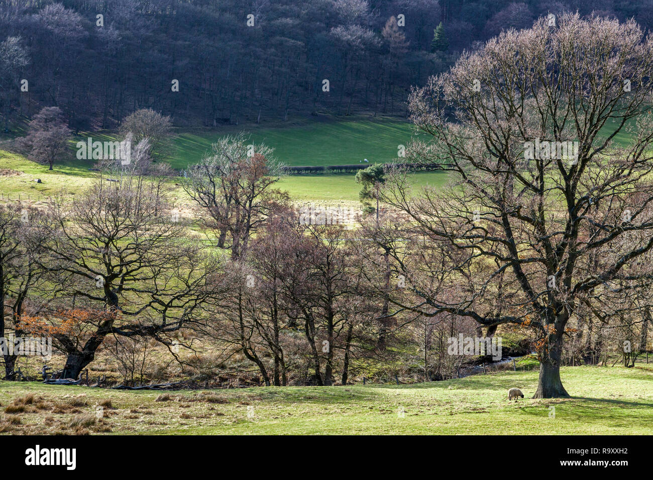 Pecore, i campi e gli alberi su terreni agricoli del Peak District campagna durante la primavera. Derbyshire, England, Regno Unito Foto Stock