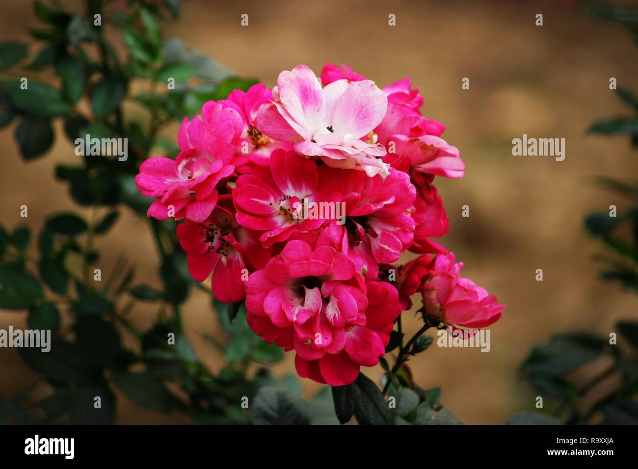 Un bel mazzo di fiori di colore rosa Foto Stock