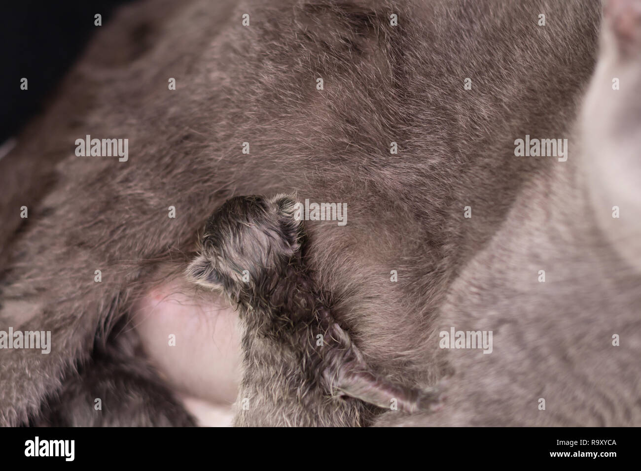 I gattini appena nati sull'alimentazione del latte dalla loro madre. British Shorthair. presso la clinica veterinaria Foto Stock