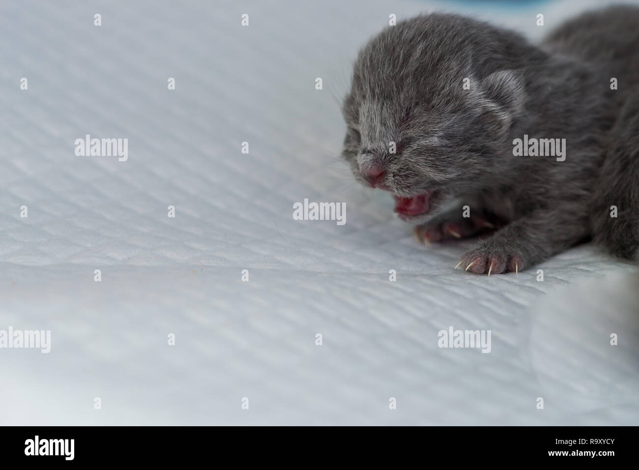 Unico cucciolo neonato urlando, presso la clinica veterinaria Foto Stock