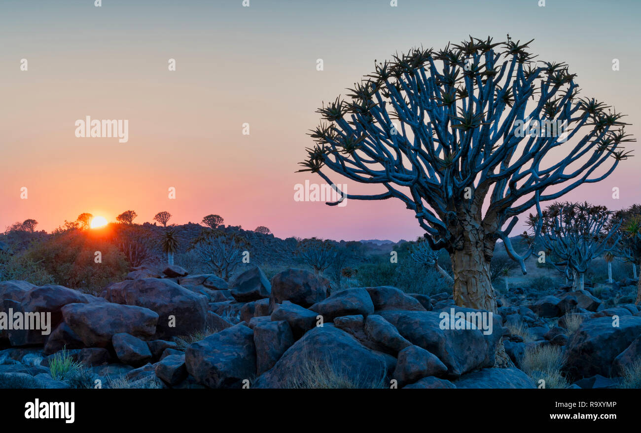 Per Quiver Tree Forest Foto Stock