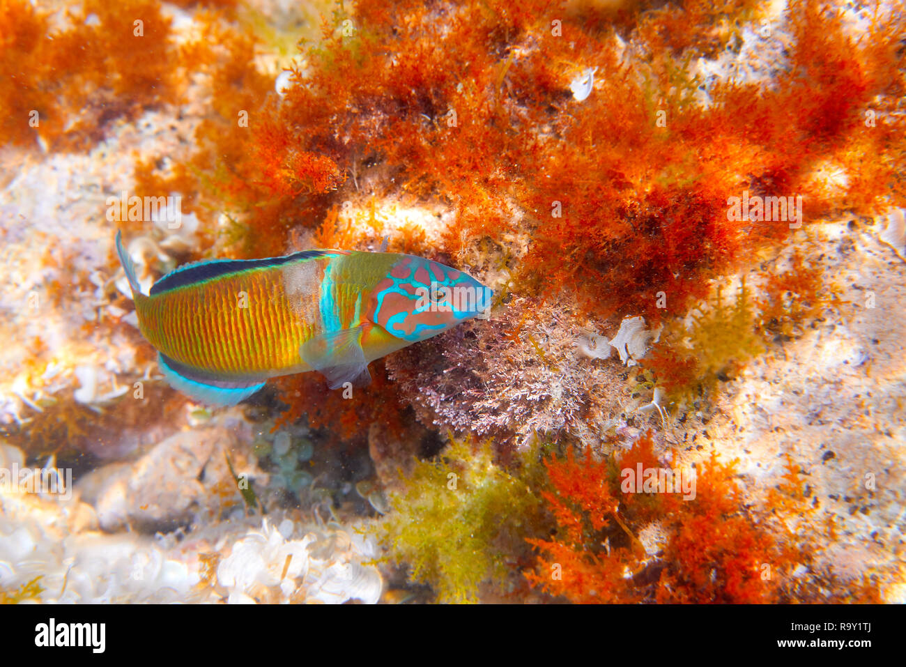 Fredy pesci Thalassoma pavo nel Mediterraneo in vita subacquea Ornate Wrasse Foto Stock