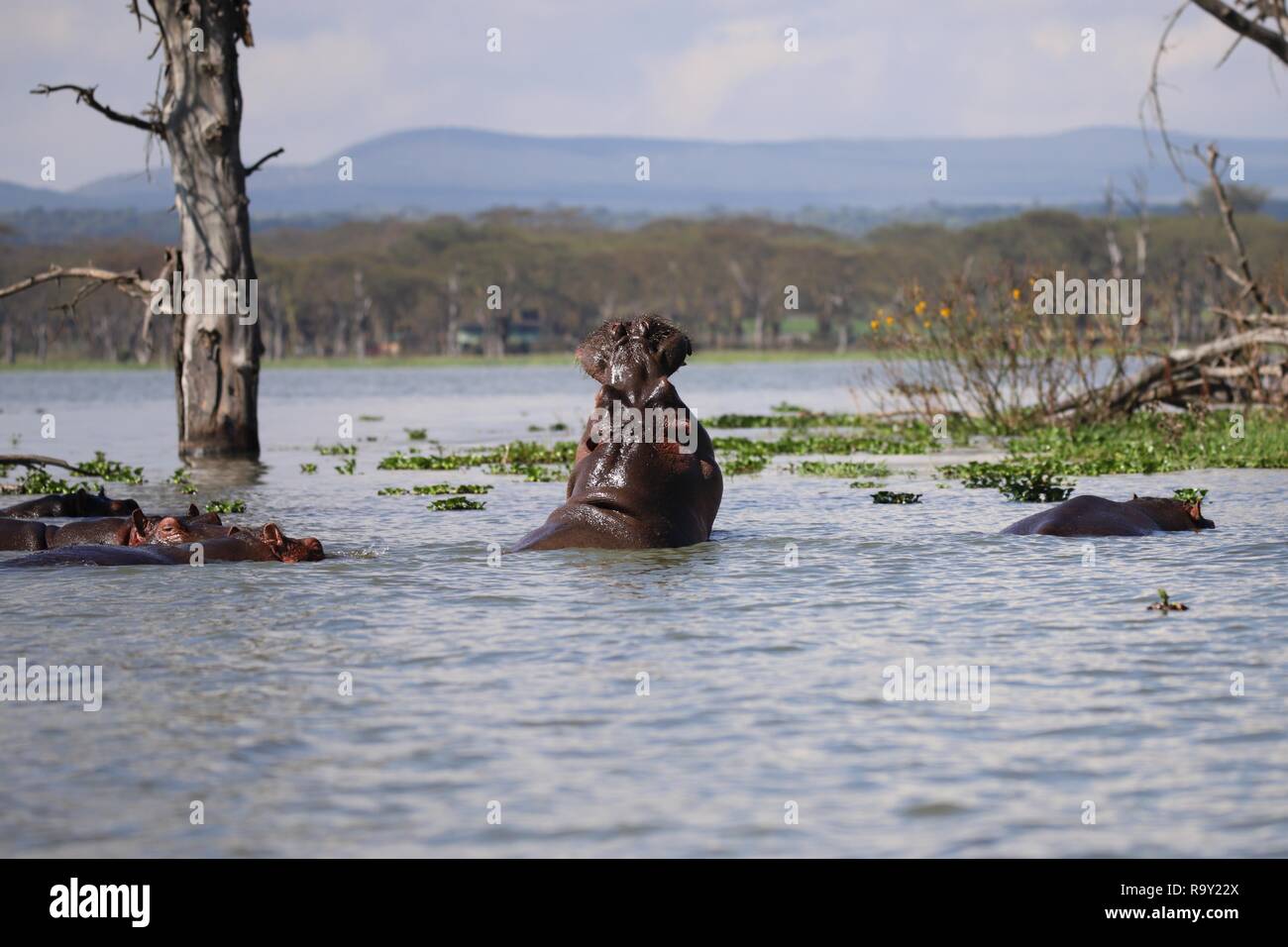 Ippopotami nel lago Naivasha in Kenya Foto Stock