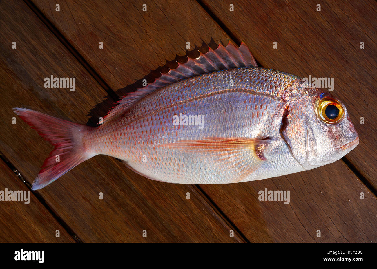 Snapper cattura di pesce rosso fresco colore rosa Lutjanus campechanus Foto Stock